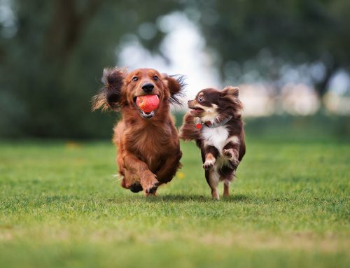 Dog Park Safety