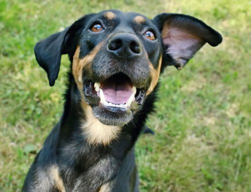 Watch Out For Pet Health Hazards This Spring