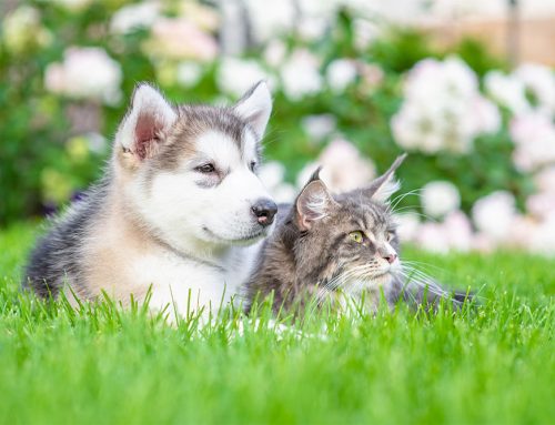 Keep Your Pets Healthy and Happy This Spring!