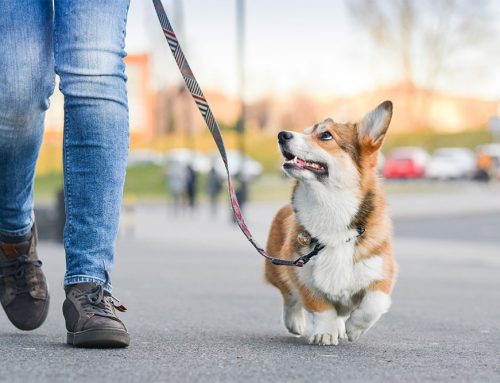 More New Years Resolutions for You and Your Pets