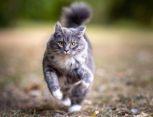 Cat Exercise: Keeping Your Kitty in Good Shape