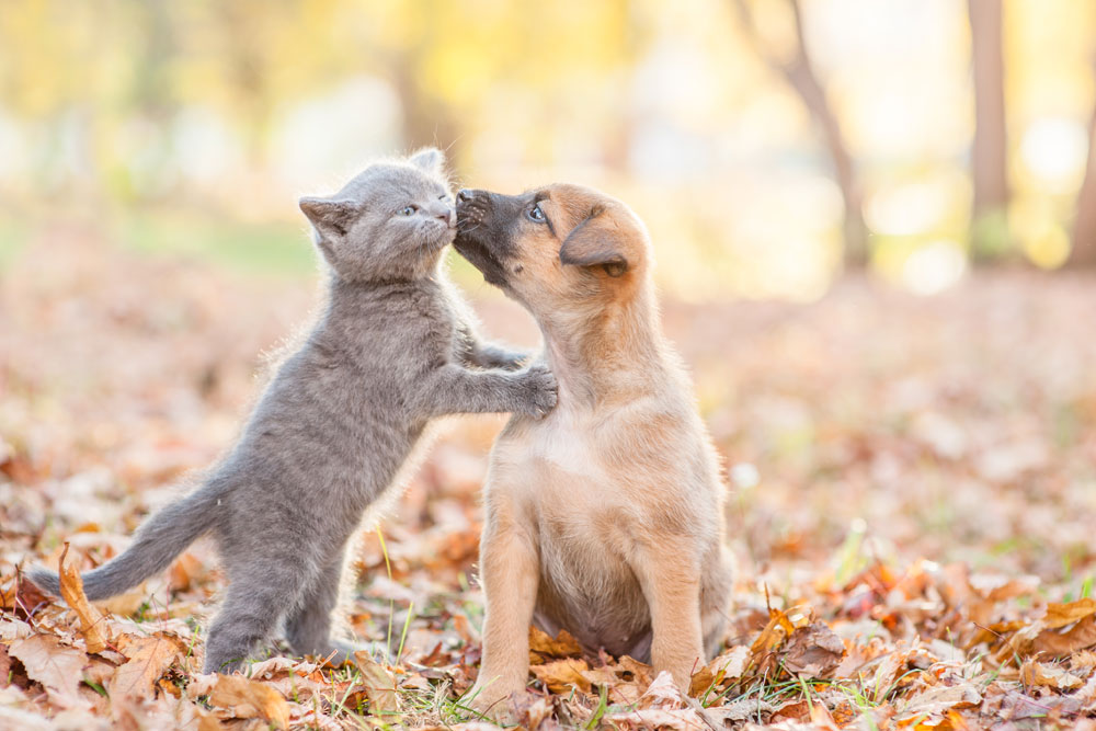 Pet Care Tips for Fall featured